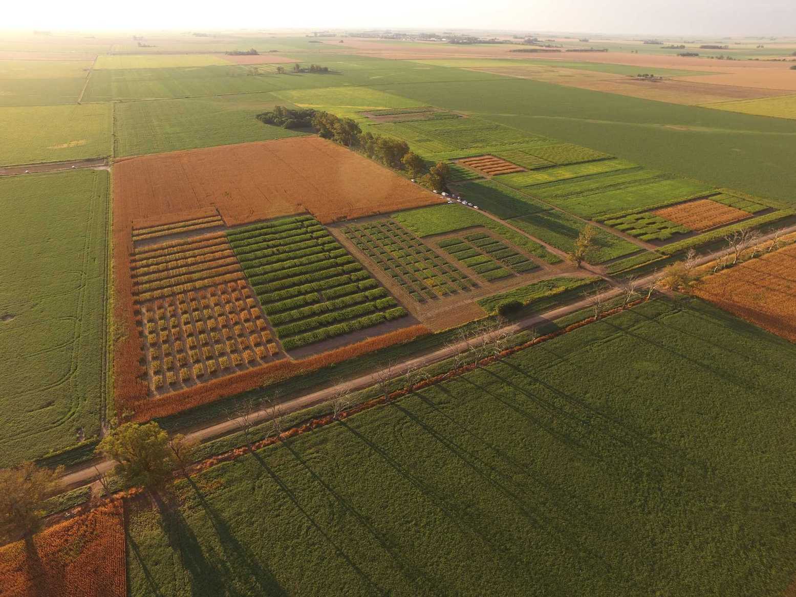 Campo Maiz